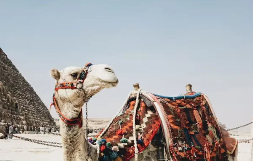 camel riding – pyramids area